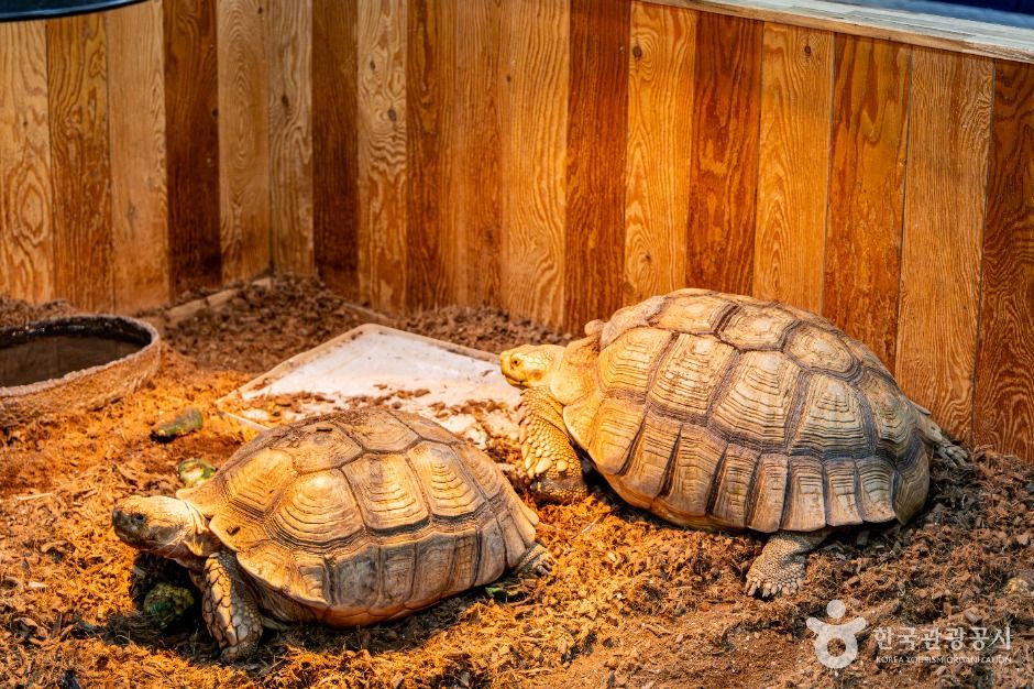 고성_포레스트카페 (6)