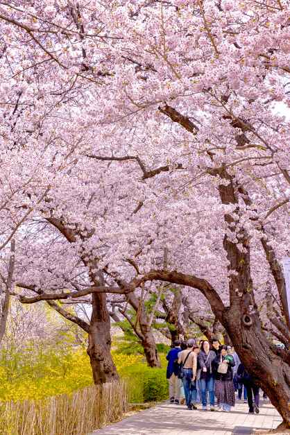 thumbnail-영등포 여의도 봄꽃축제-4