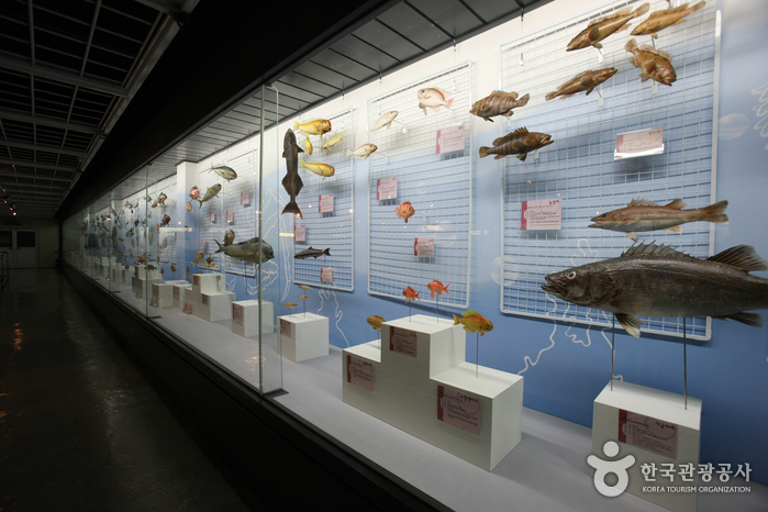 Природно-исторический музей моря Пусана (부산해양자연사박물관)
