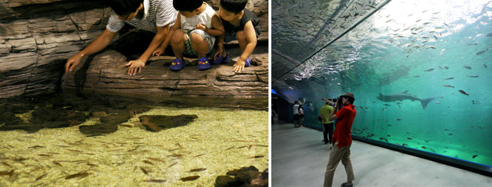 물고기들을 직접 만져볼 수 있는 터치풀과 메인 수조와 연결되어 있는 해저 터널