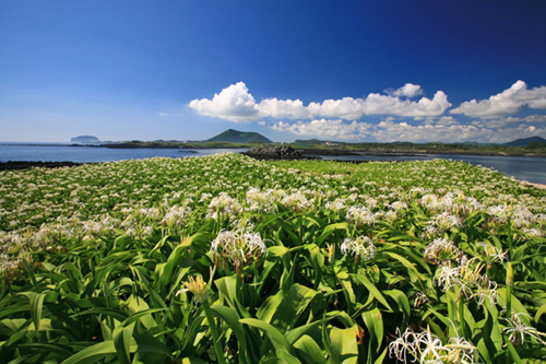 Natural Habitat of Poison Bulbs on Tokkiseom Island (제주 토끼섬 문주란 자생지)