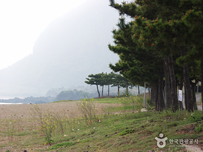 [제주올레 9코스] 대평-화순 올레3