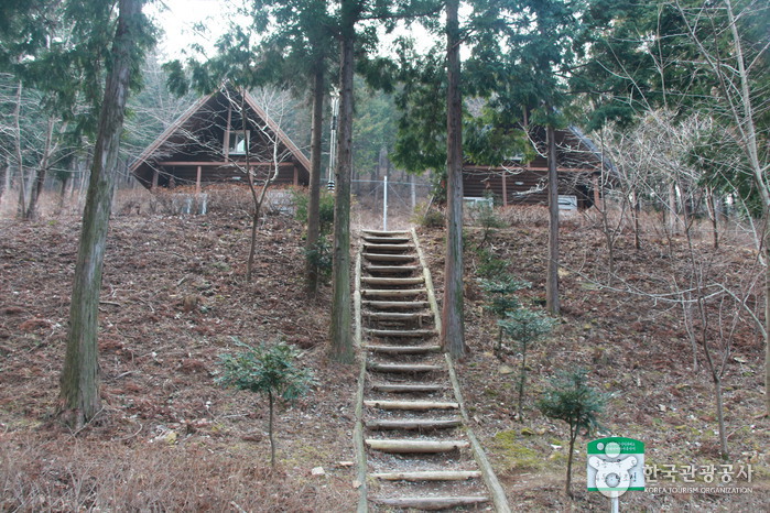 Bosque Recreativo Nacional de Cipreses de Namhae (국립 남해편백자연휴양림)