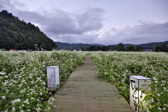 平昌孝石文化节평창효석문화제