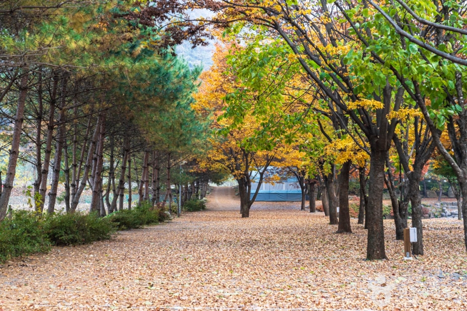 월악오토캠프장 (5)