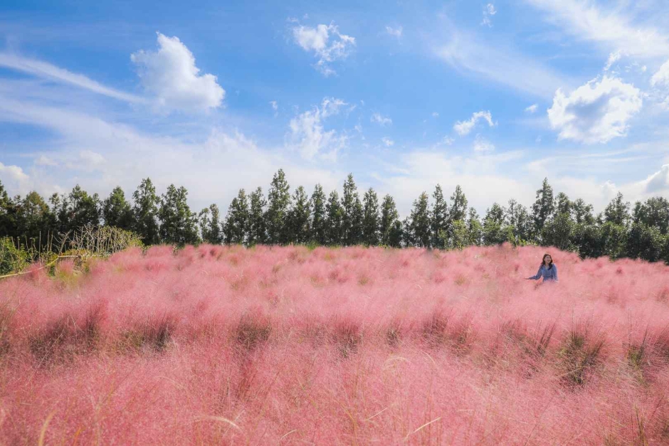 Festival de los Arbustos Rosados de Hueree (휴애리 핑크뮬리 축제)