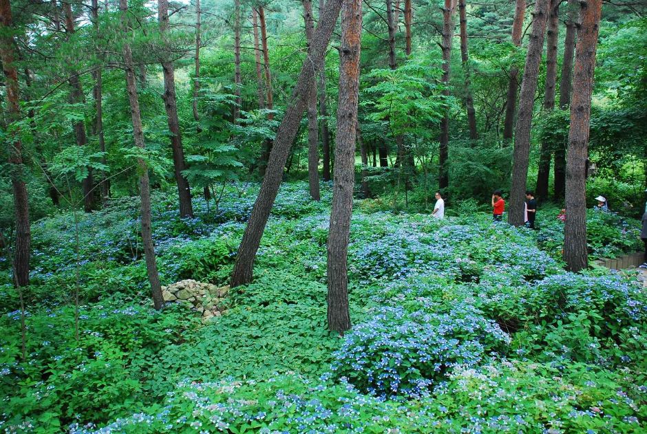 국립한국자생식물원 (2)