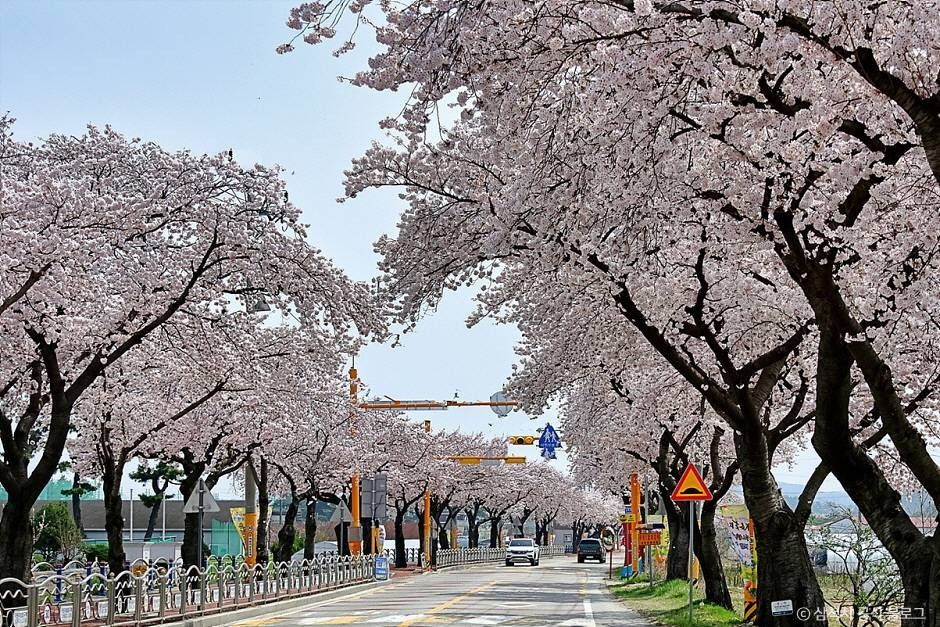 맹방 벚꽃길