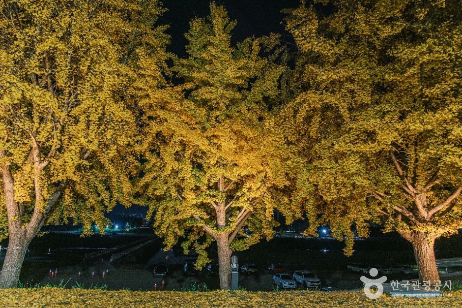 곡교천 은행나무길