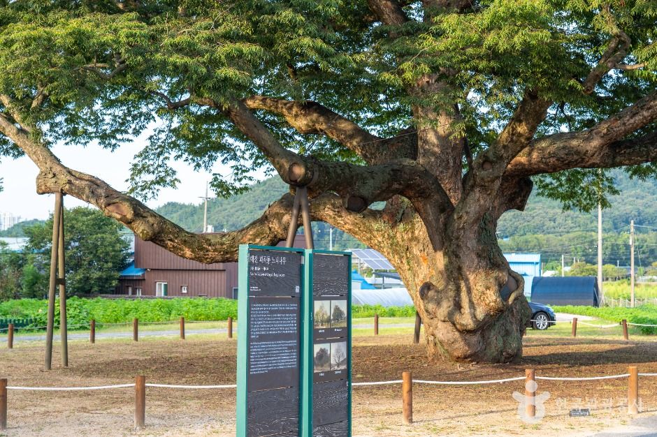 대전 괴곡동 느티나무