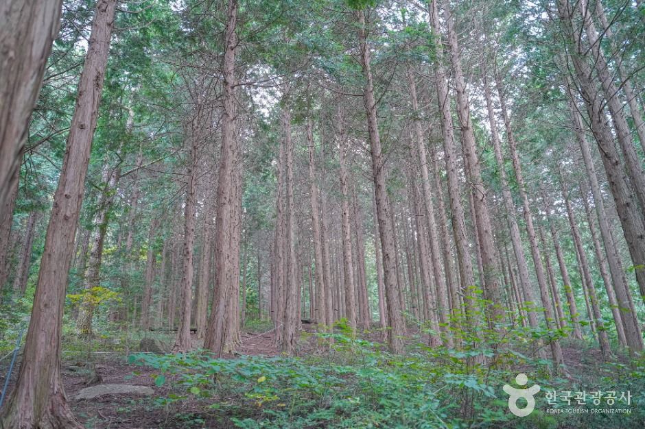 thumbnail-숲정원 윤제림-5