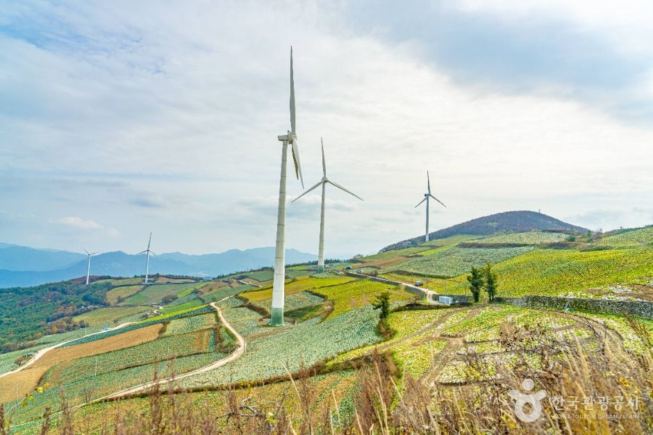 매봉산풍력발전단지(바람의 언덕)