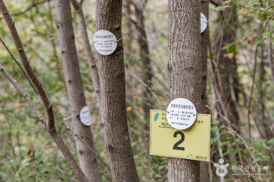 괴산 사담리 망개나무 자생지