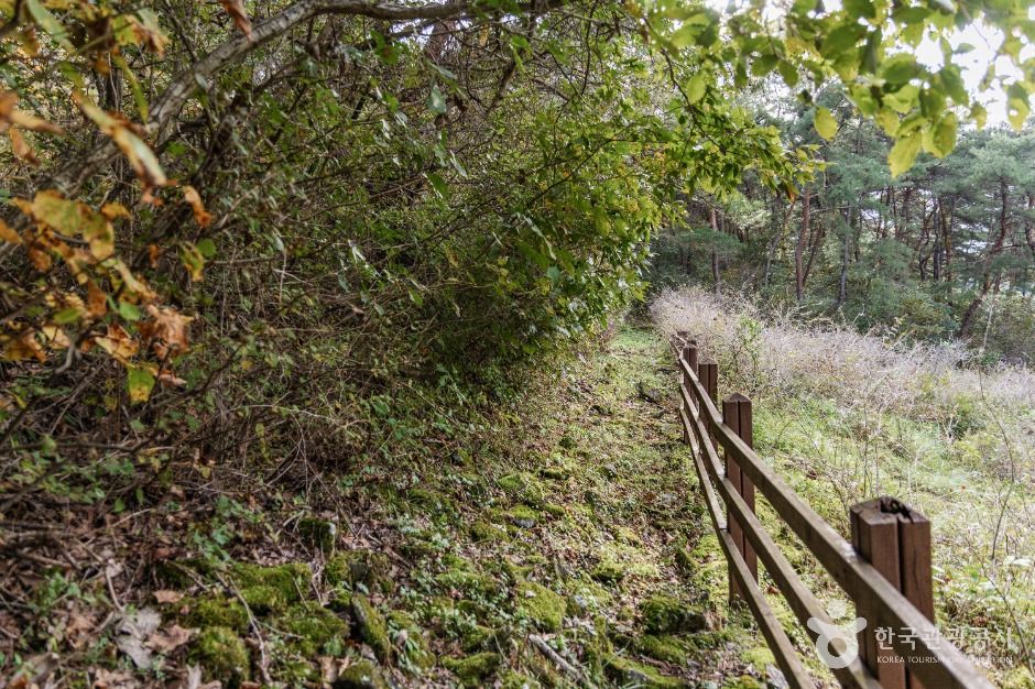 thumbnail-괴산 송덕리 미선나무 자생지-2