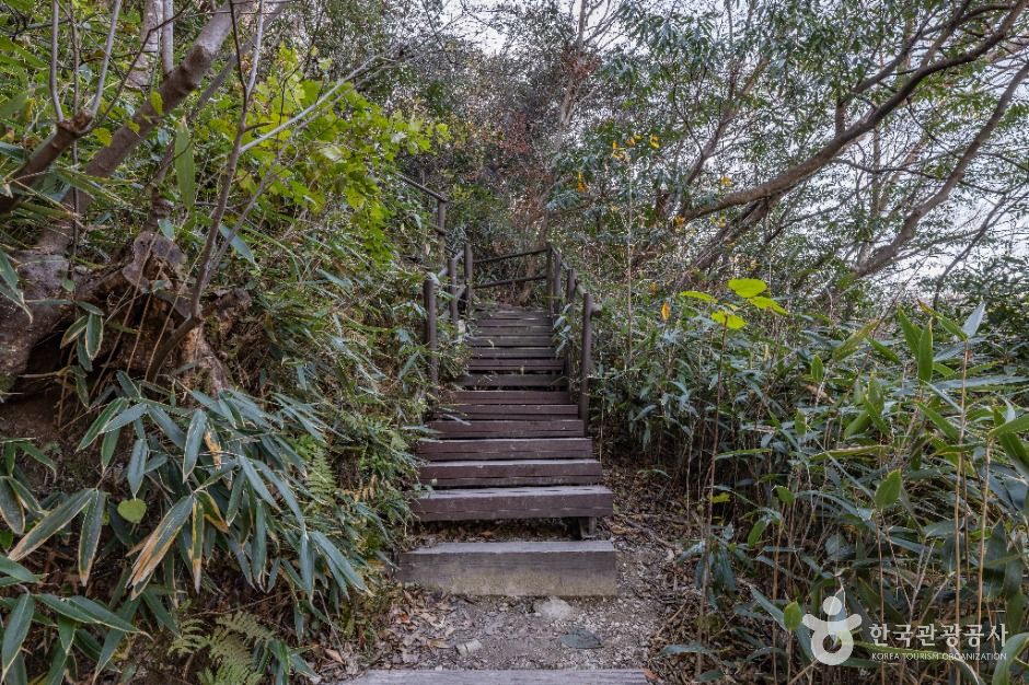 정읍_내장산 굴거리나무군락 (7)