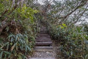 정읍_내장산 굴거리나무군락 (7)