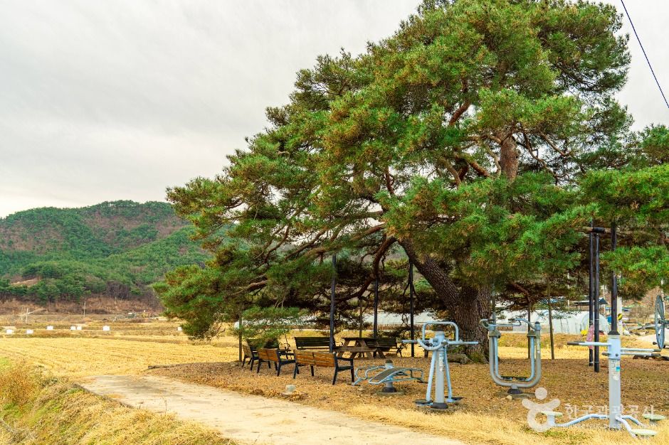 의성 월소리 소나무