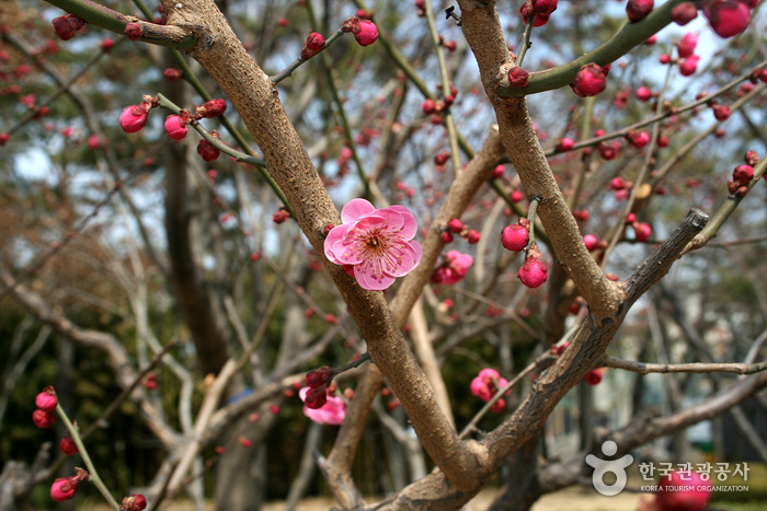 Parc Commémoratif de Gukchaebosang (국채보상운동기념공원)5