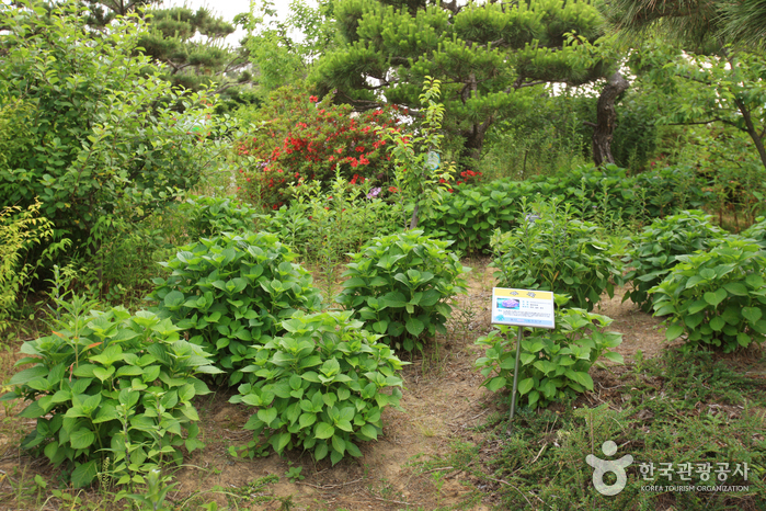 蔚山主題植物樹木園(울산테마식물수목원)4