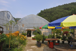 홍천 아로마 허브동산