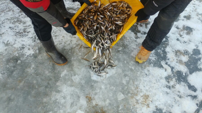양평 산수유마을 빙어축제1