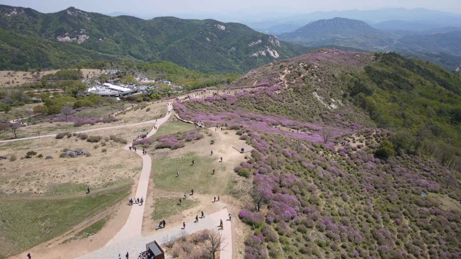 Festival de las Azaleas Reales del Monte Hwangmaesan (황매산철쭉제)