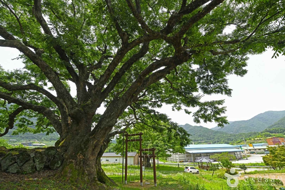 괴산 오가리 느티나무