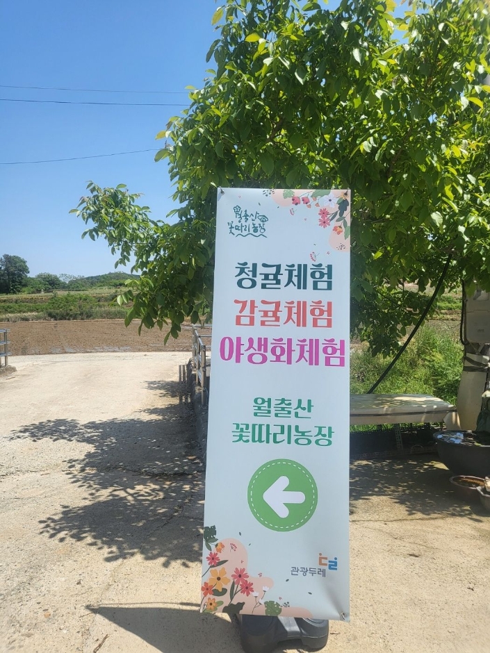 월출산꽃따리농장