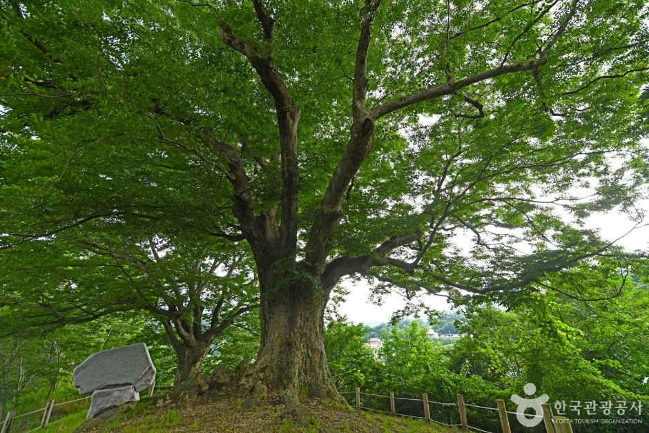 장수 봉덕리 느티나무