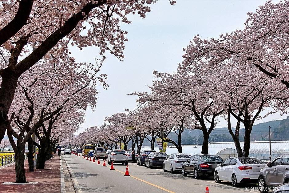 맹방 벚꽃길