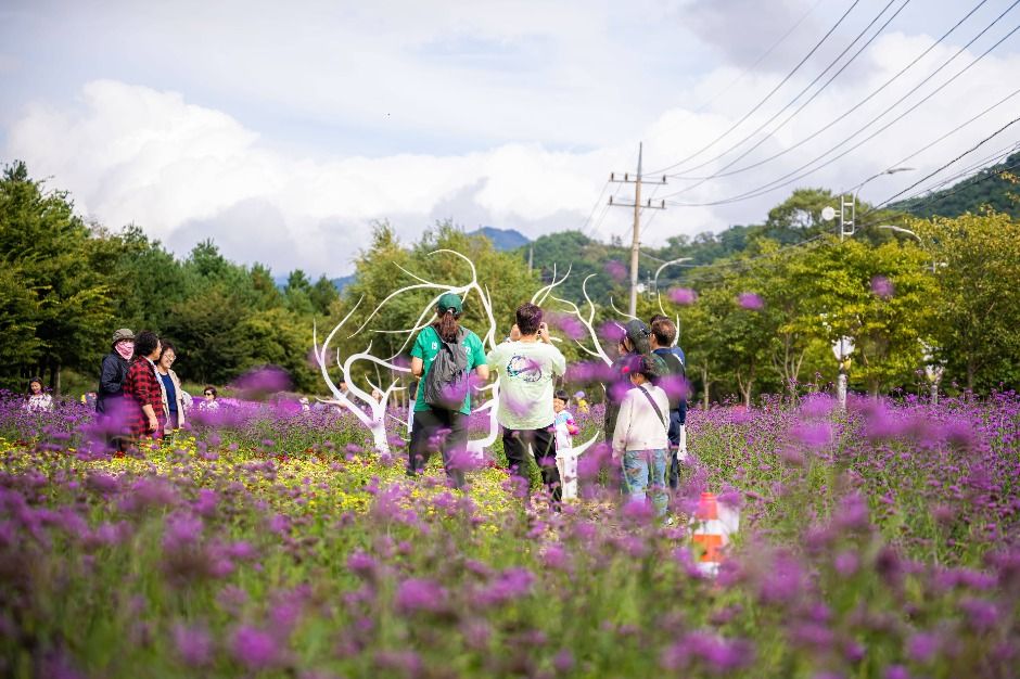 인제가을꽃축제