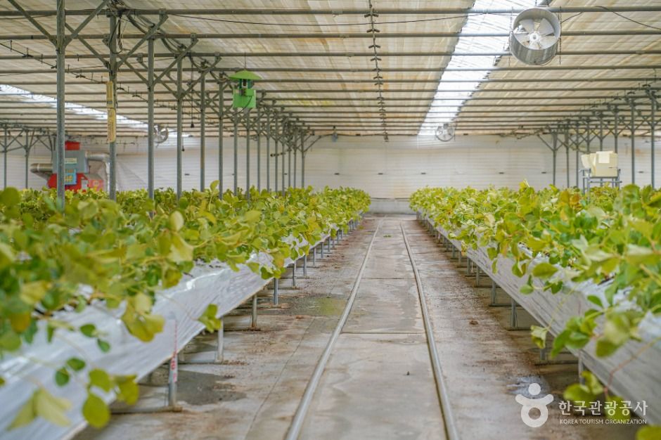 thumbnail-보성싱싱농원-5