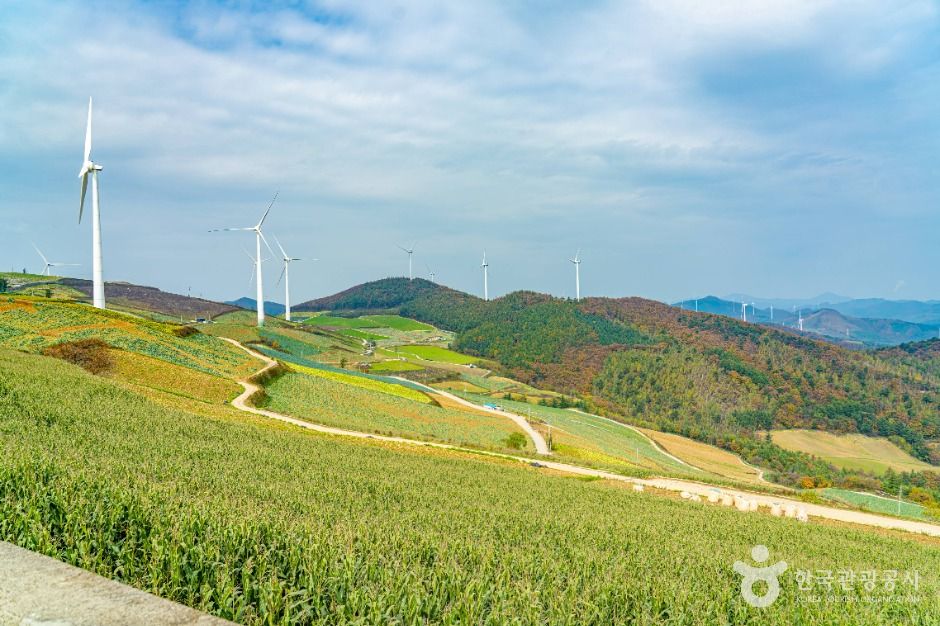 매봉산풍력발전단지(바람의 언덕)