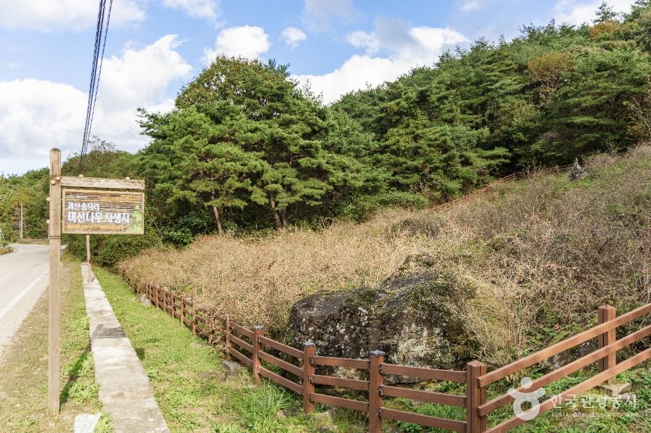 thumbnail-괴산 송덕리 미선나무 자생지-3