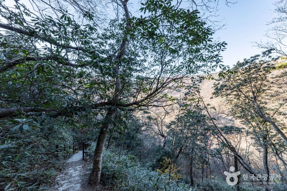 정읍_내장산 굴거리나무군락 (8)