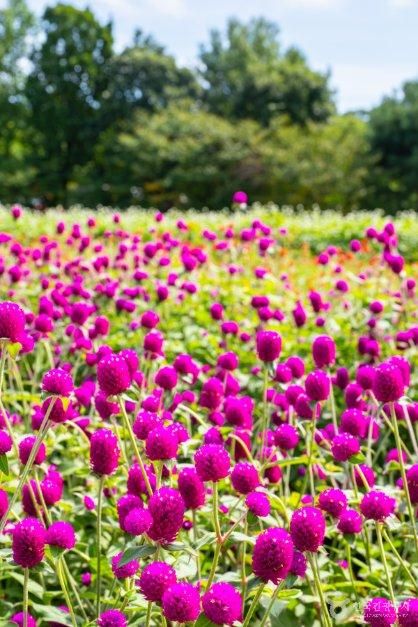 thumbnail-Nari Farm (나리농원)-13