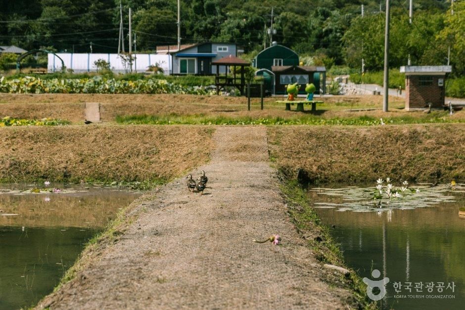 thumbnail-내동마을 연꽃단지-11