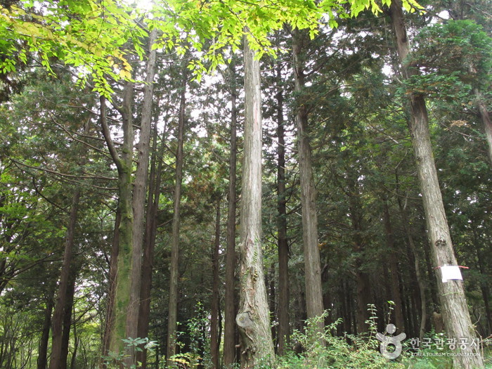 Bosque Recreativo de Seogwipo (서귀포자연휴양림)