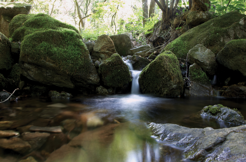 Jade Garden Natural Arboretum (제이드가든 수목원)
