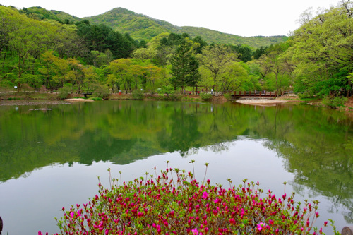 국립수목원(광릉숲) 사진22