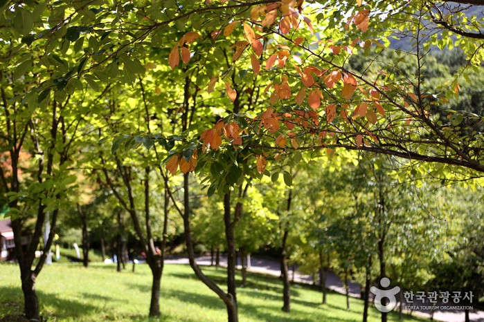 가을빛으로 물들기 시작한 공원의 나무들