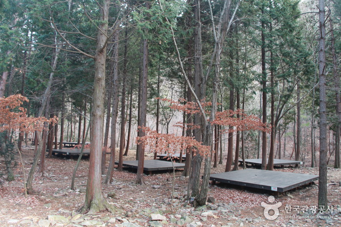 Forêt de Namhae Pyeonbaek (국립 남해편백자연휴양림)