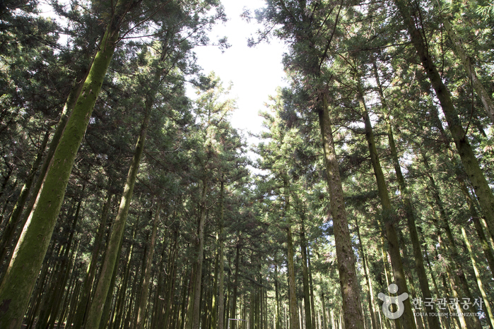 済州チョルムル自然休養林（제주절물자연휴양림）