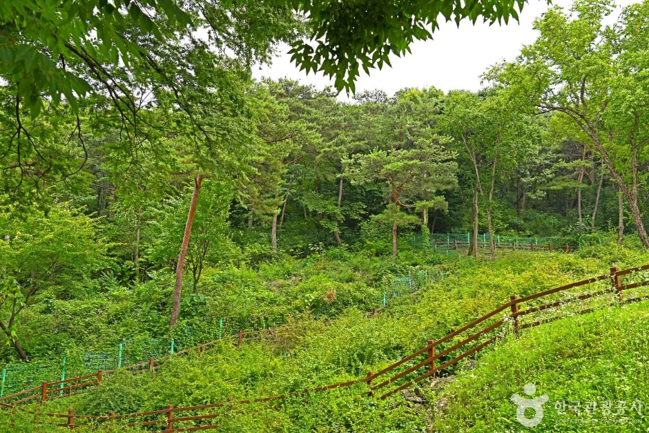 괴산 율지리 미선나무 자생지