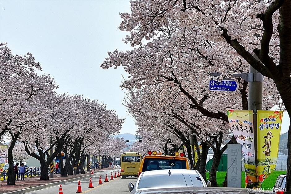 맹방 벚꽃길