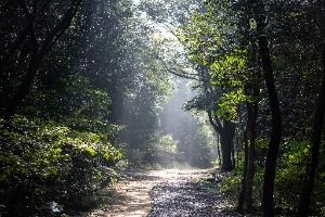 서귀포 치유의 숲