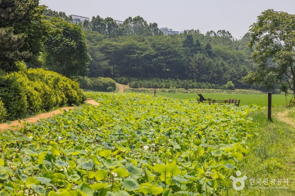 연희자연마당