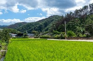 청송_청송 덕천마을(참소슬마을) (4)