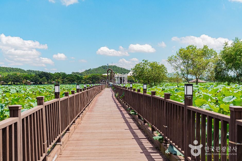 무안회산백련지