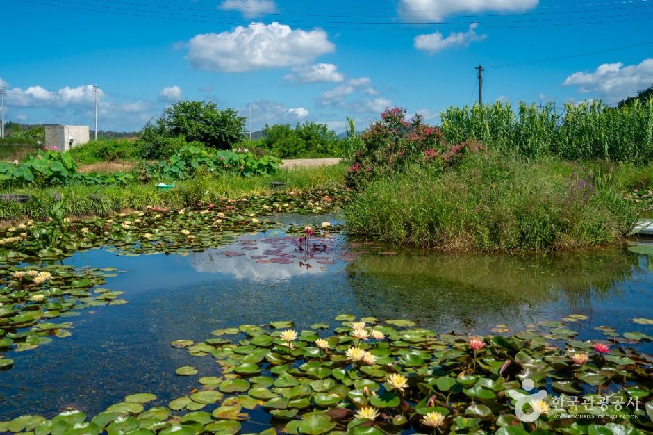 thumbnail-우포가시연꽃마을-1